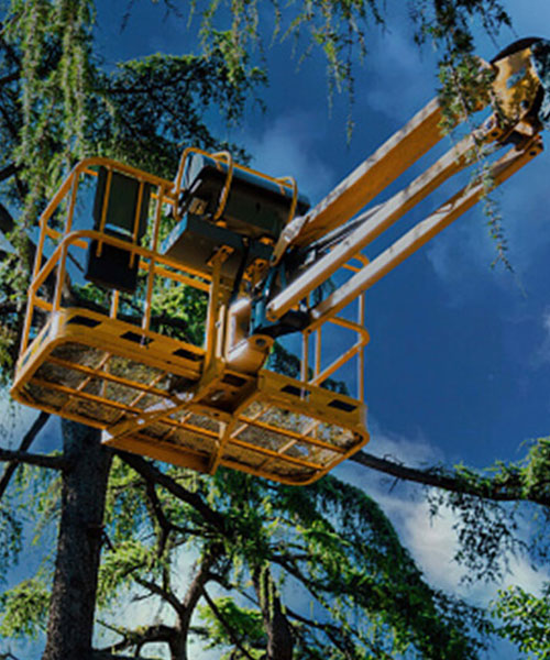 Crane Assisted Tree Removal